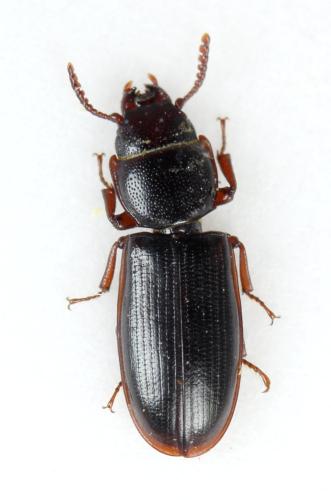 Réf. 295 986 : Tenebroides fuscus